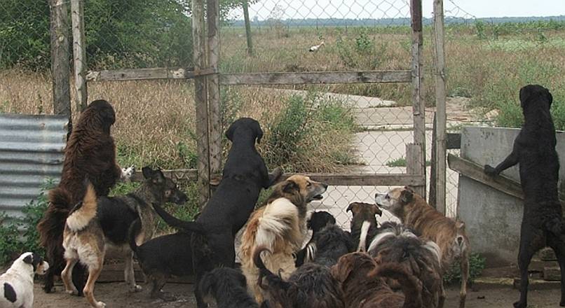 g�lya j���vend�g.jpg